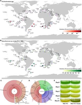 Experimental evidence that nitrogen-fixing cyanobacterium Trichodesmium spp. supplies new nitrogen source to marine phytoplankton